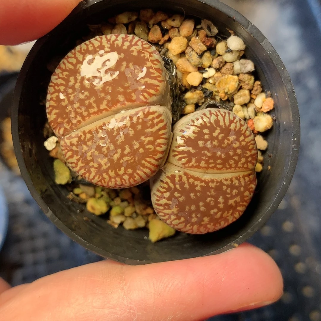 T124多肉植物保护研究所