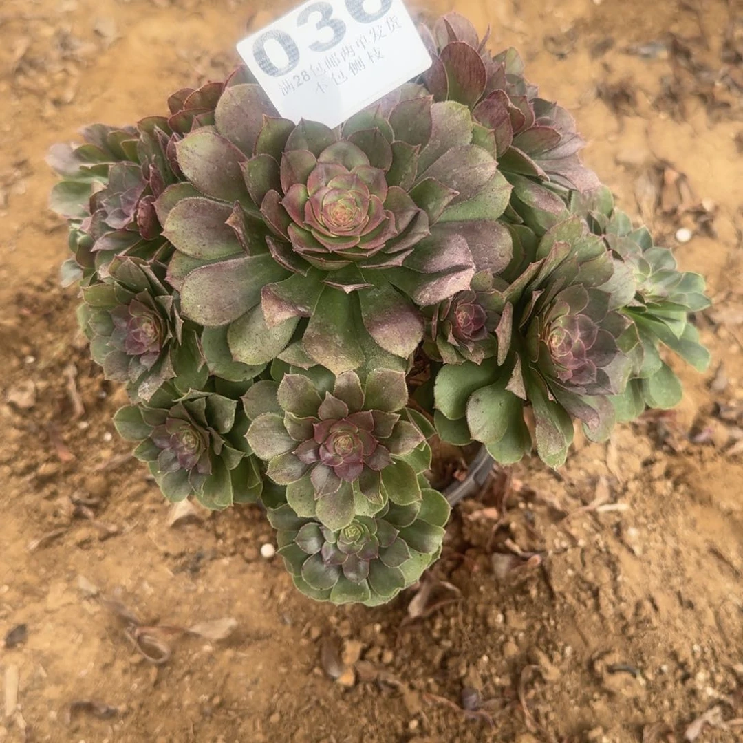 玲**奶36号万圣杰清棚不包损