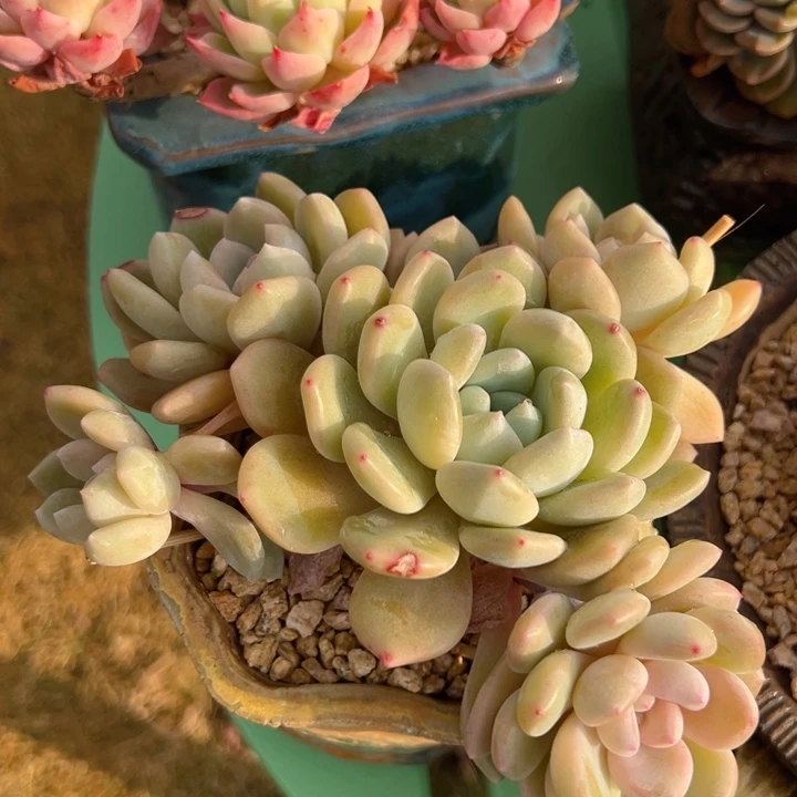 冰糖葫芦 13公分 不带盆