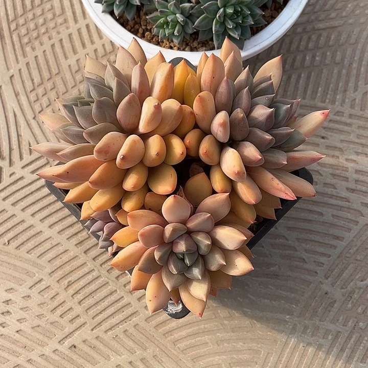 红象牙自然群无砍头