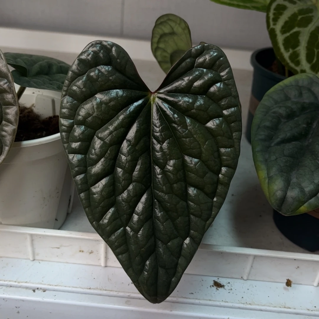 无花朵奢华侧芽（5799）