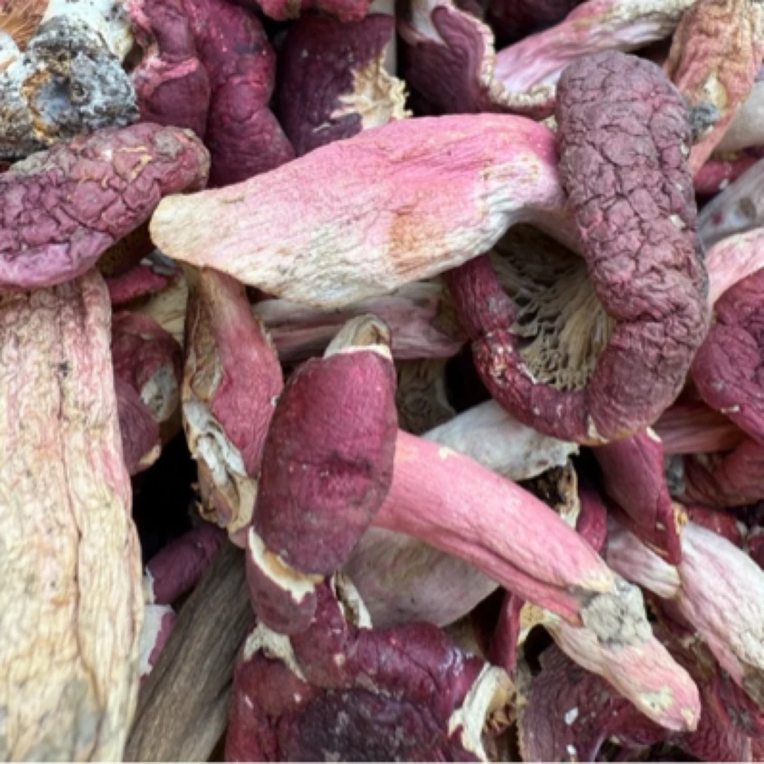 野生红菇月子菇干货