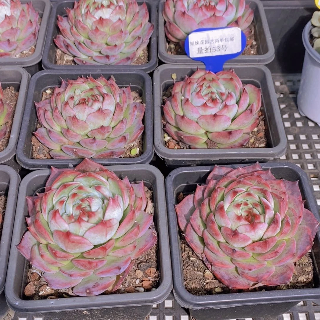 量拍53号 M精品母本惊鸿娃娃单头一个