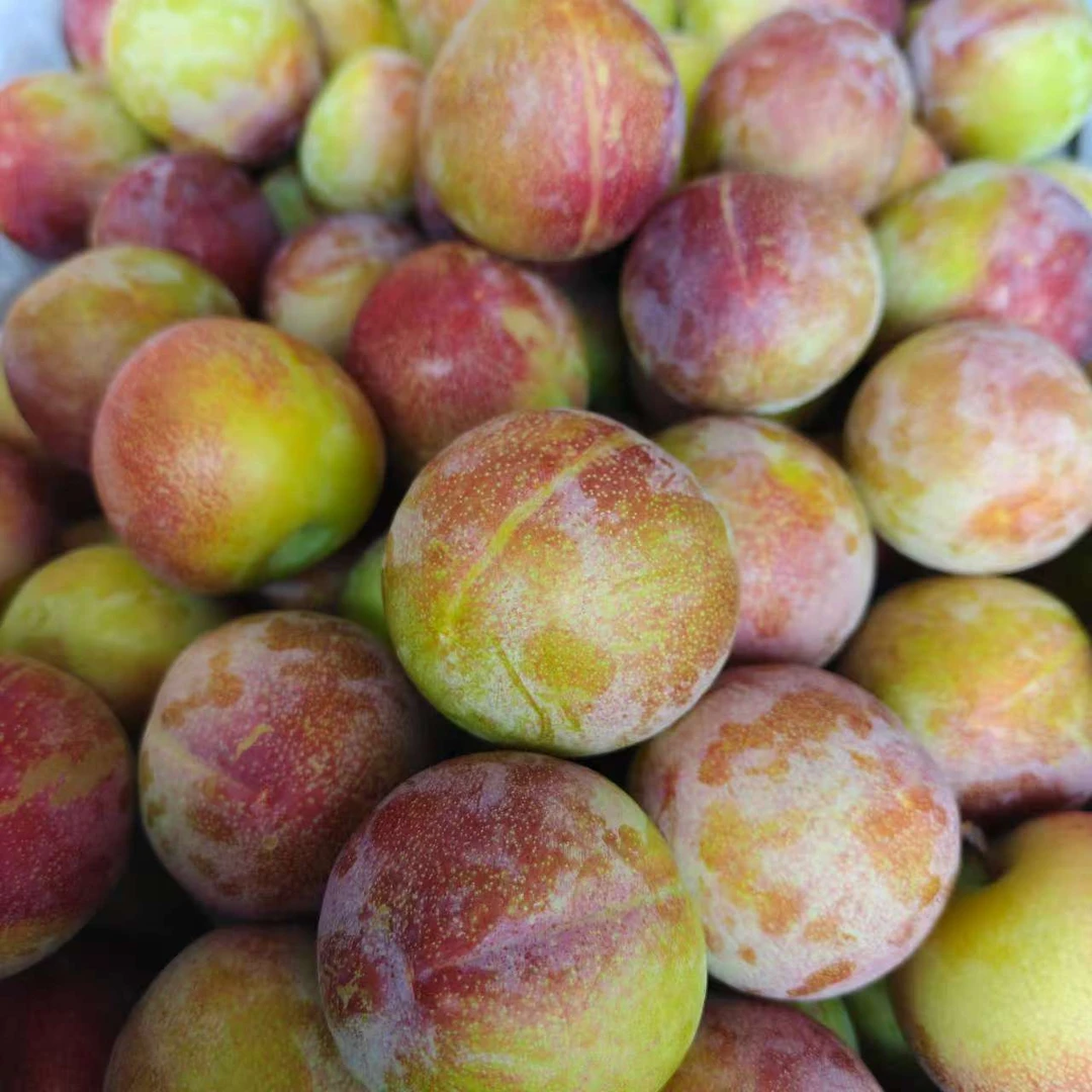 【李子八宝丹】正宗湖北当季水果八宝丹李子孕妇水果青红脆爽现摘