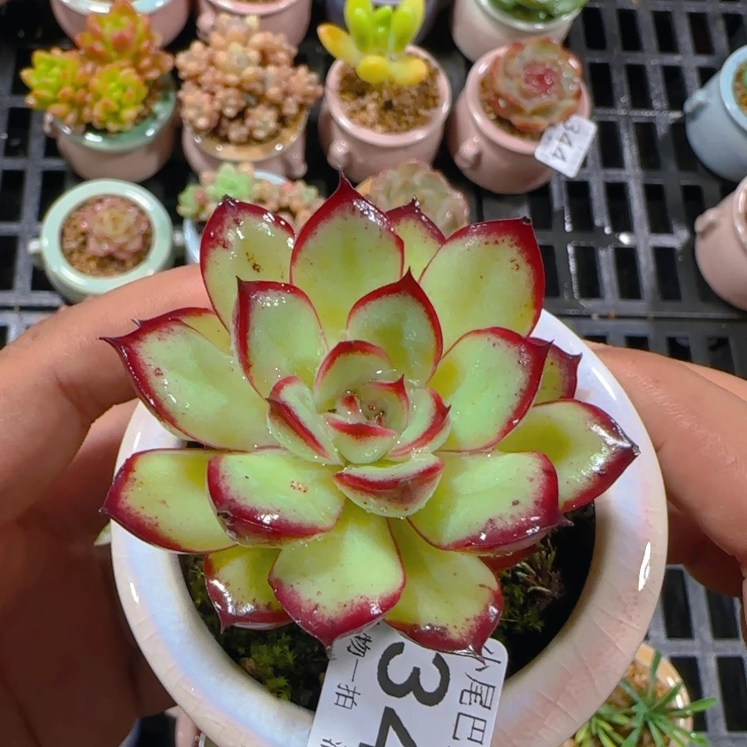 AB小尾巴5CM迷你拇指盆栽精控多肉345