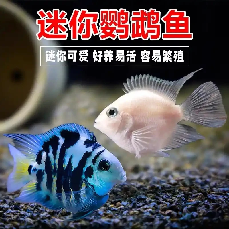 迷你鹦鹉鱼热带鱼(到货当天签收完整开箱视频报损)
