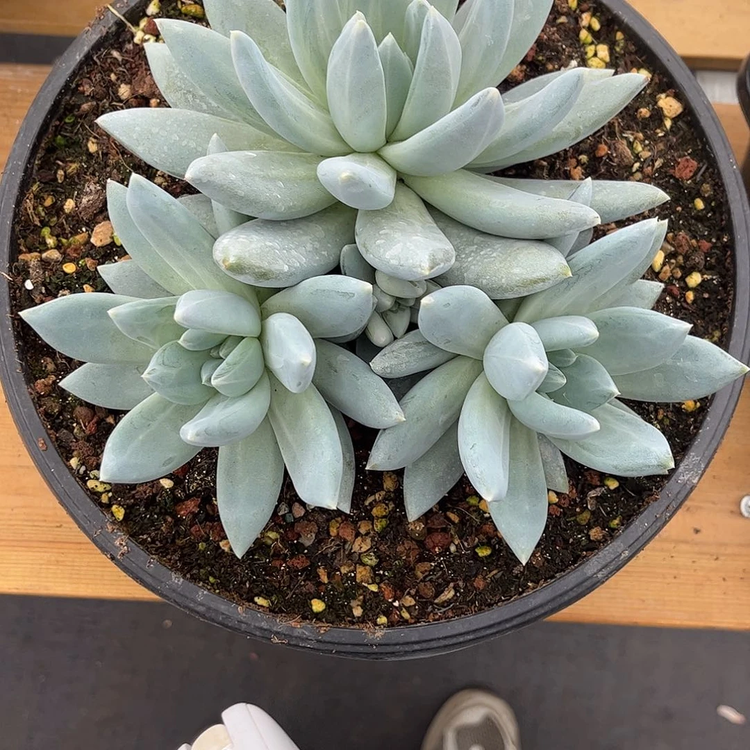 46伊丽莎白。