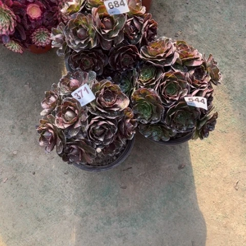 ?****?684，371，544魅金玫瑰多肉