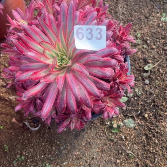 633朱雀多肉植物huah