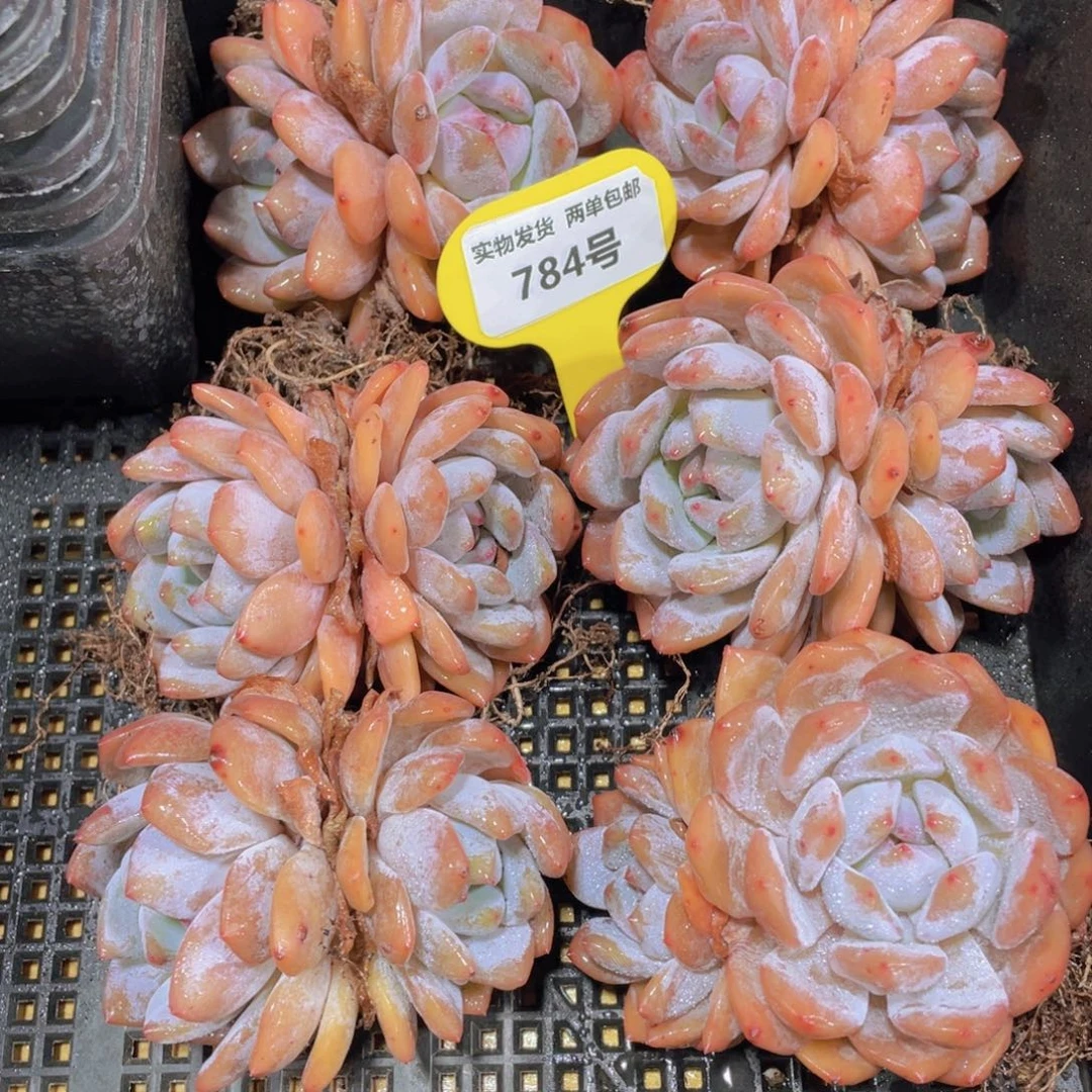 784号 全状态雪天使双头两个带盆