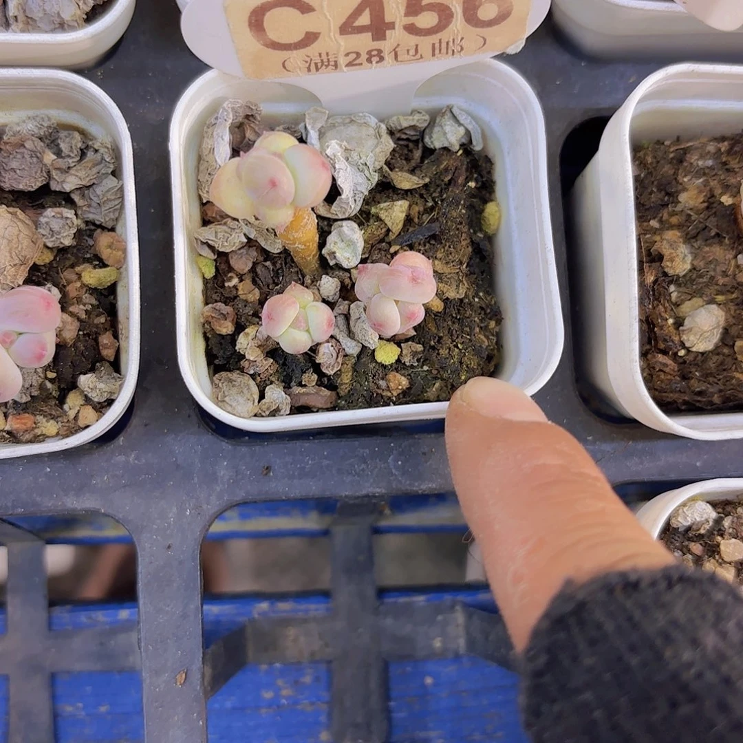 C456萤火虫奶酪一物一拍