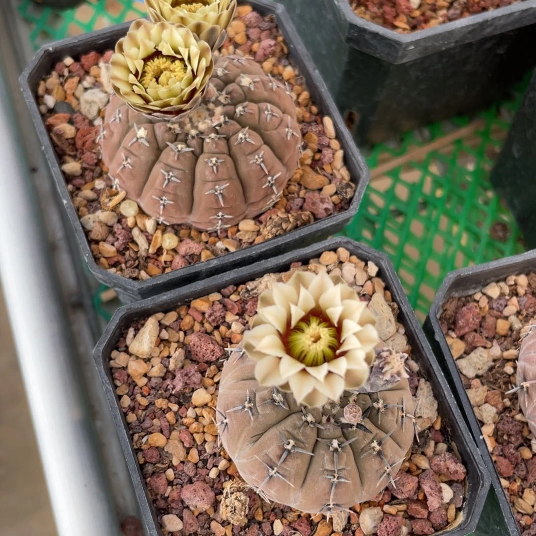 鹿角柱实生仙人球短刺怪龙