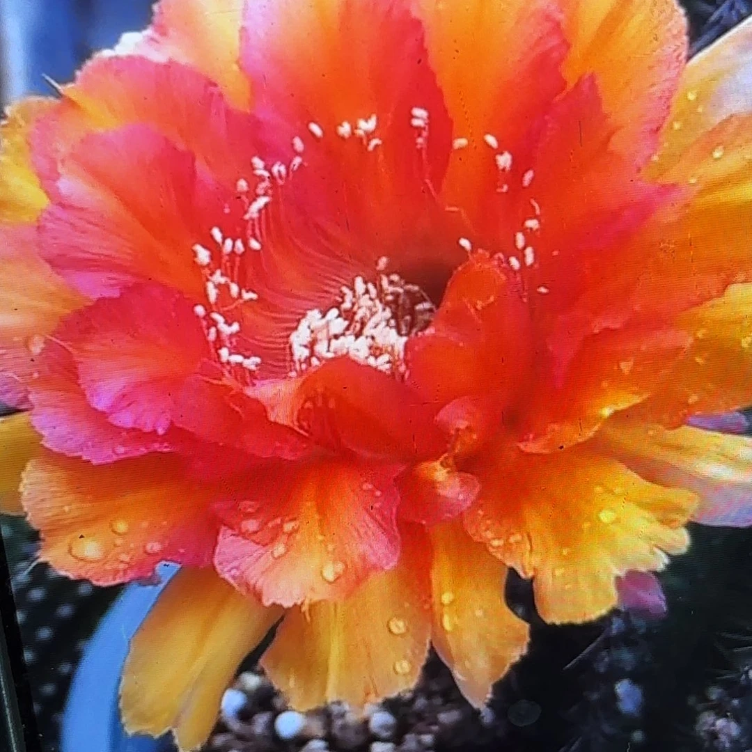 晚霞彩歪侧牙20包邮仙人球13