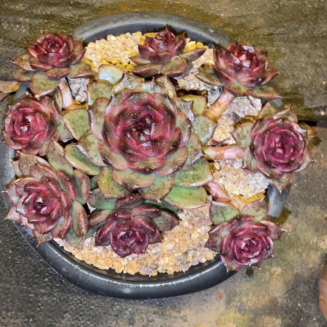 多肉植物一物一拍