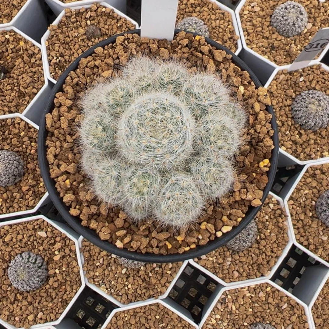 L***l094实生根小惑星多肉植物带盆土
