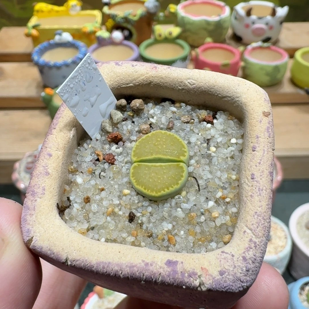 蘑菇1221黄巴厘净多肉植物