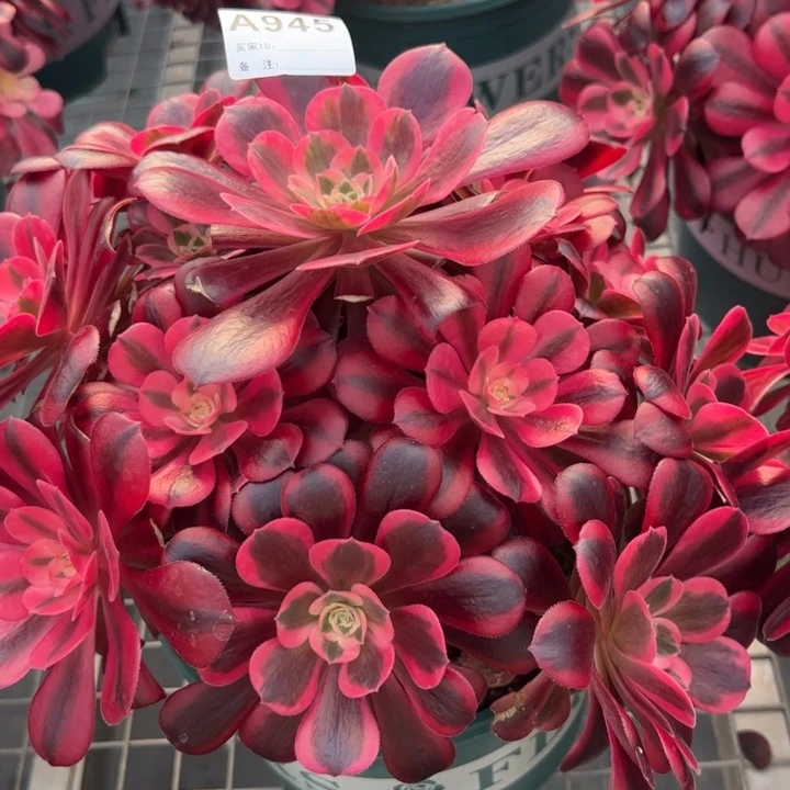 945美杜莎28厘米左右