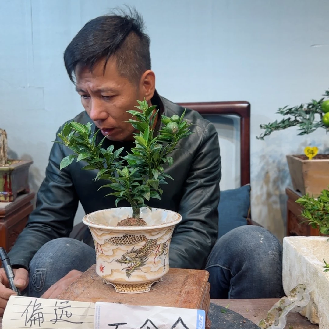 当前无花朵，栽培后可花朵·*影