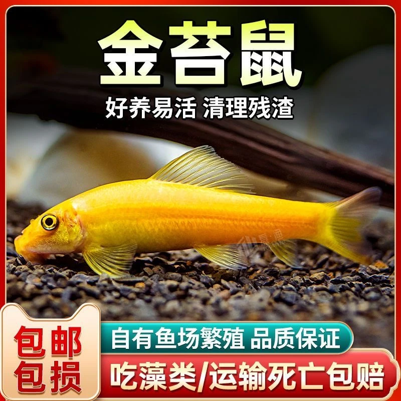 青苔鼠金苔鼠鱼底栖鱼除藻工具鱼清道夫孔雀鱼斑马鱼观赏鱼水草泥