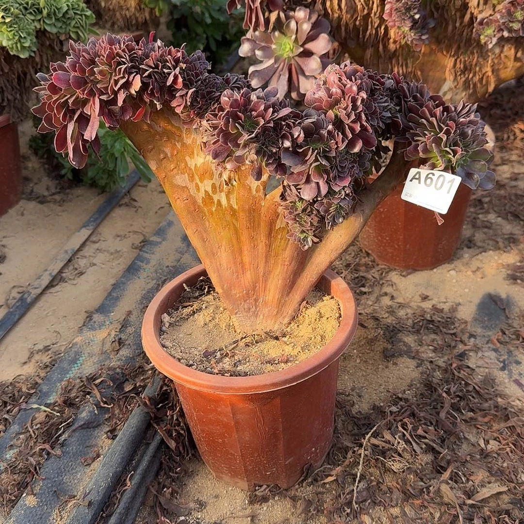 601欧紫一颗呀呀呀