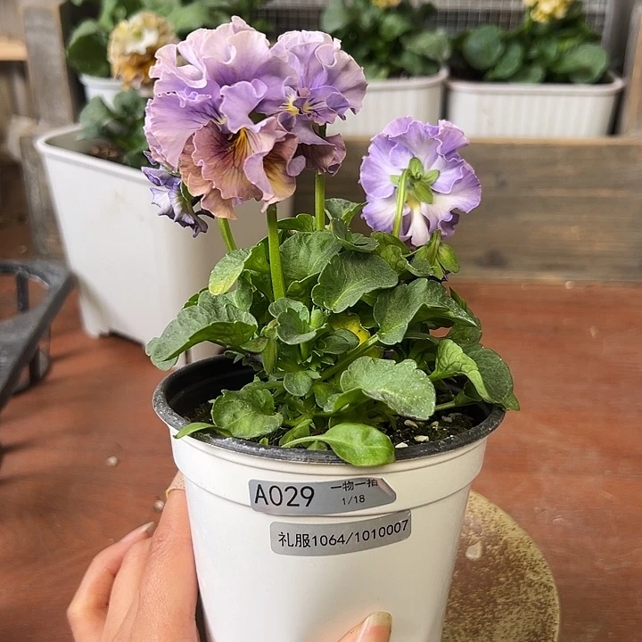 红陶029 我家花花真好看