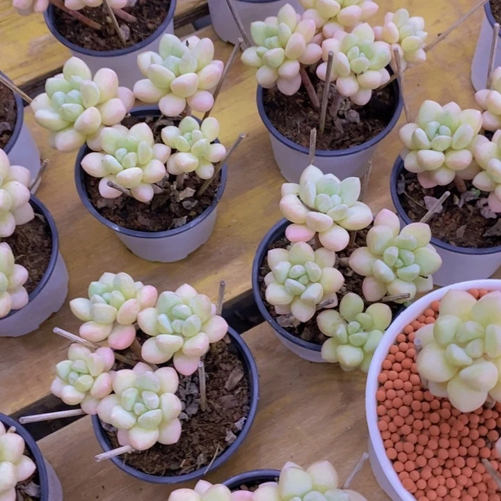 开心多肉，2周年快乐