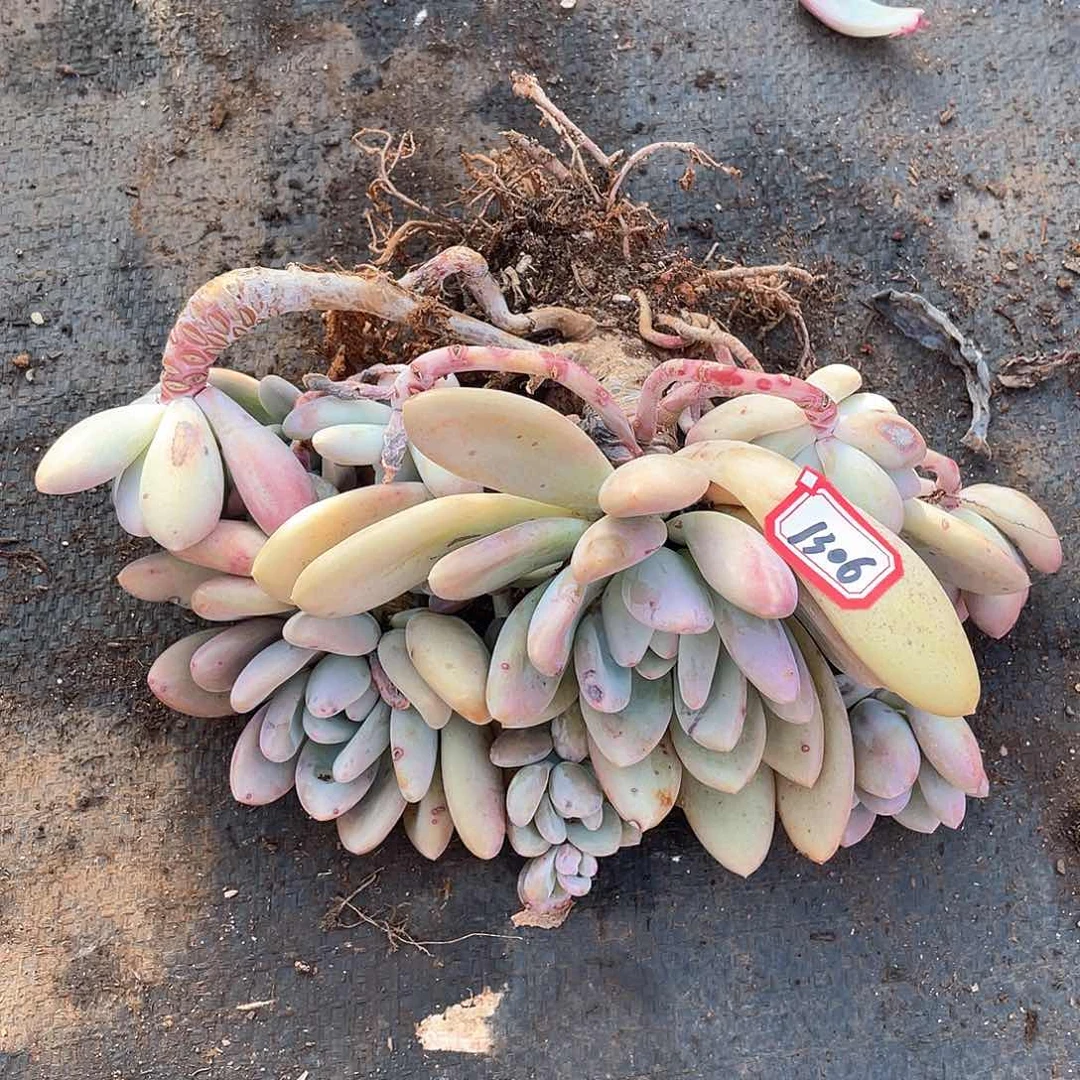 1306奥普一物一拍多肉