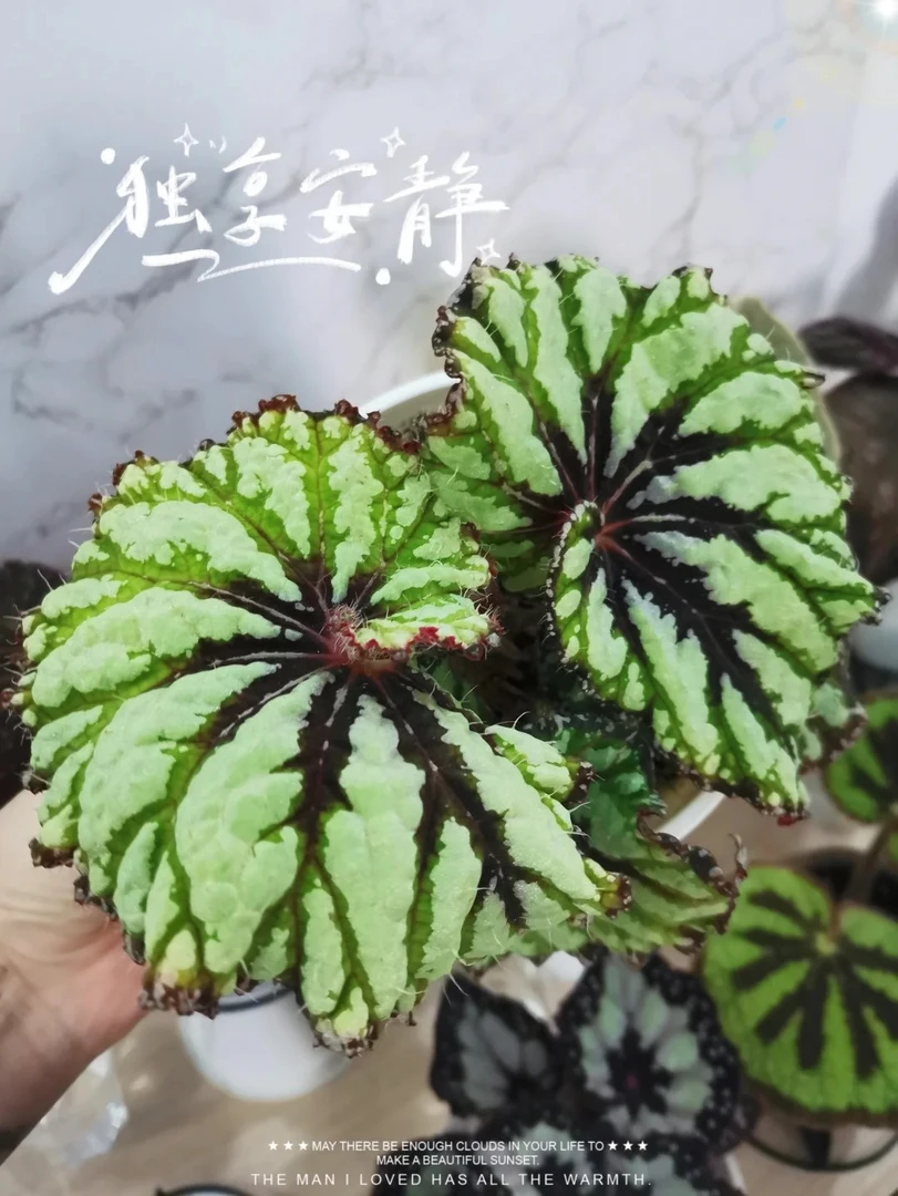 西瓜秋海棠秋海棠室内观叶植物秋海棠盆栽好养