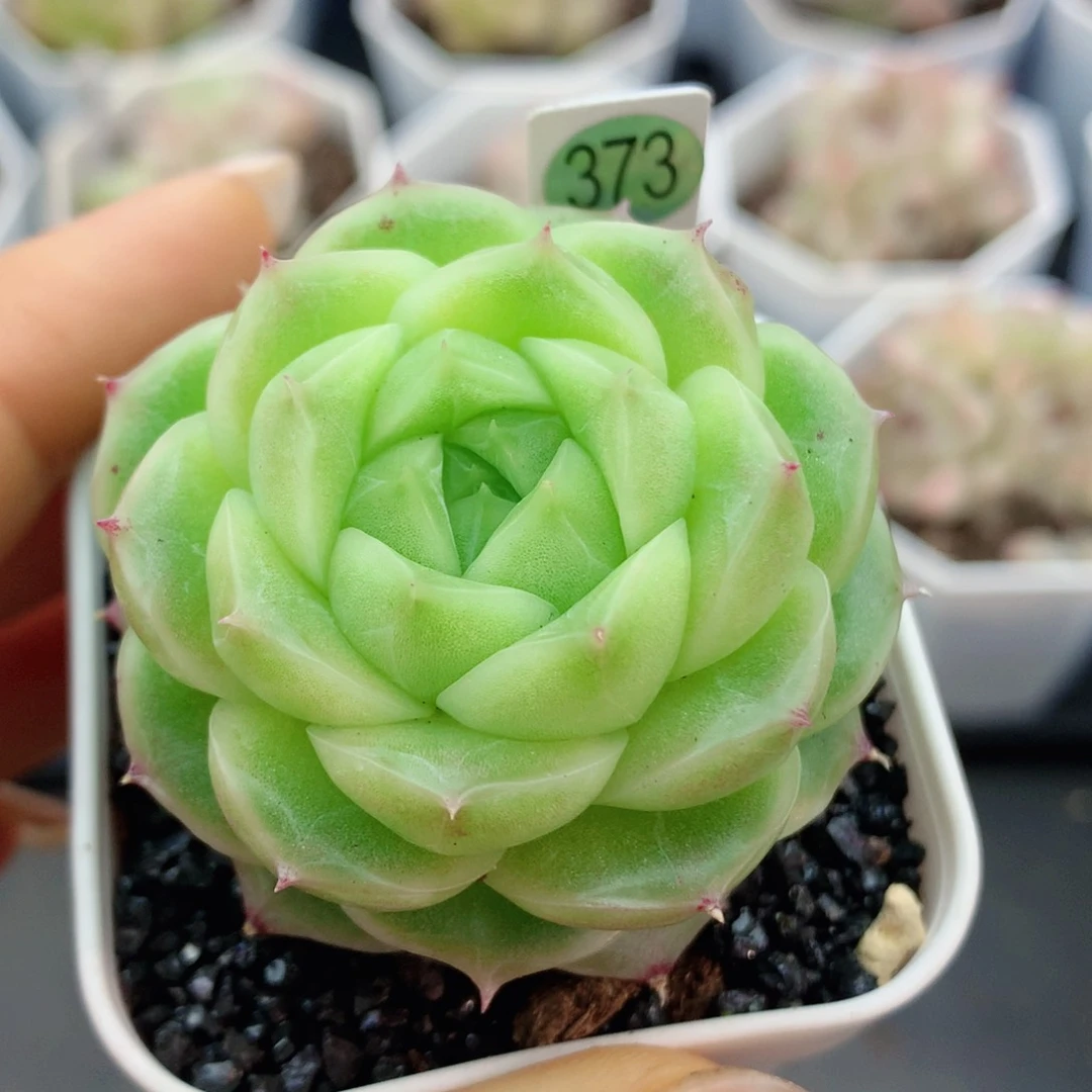 麦秆58包邮  群生不包整373