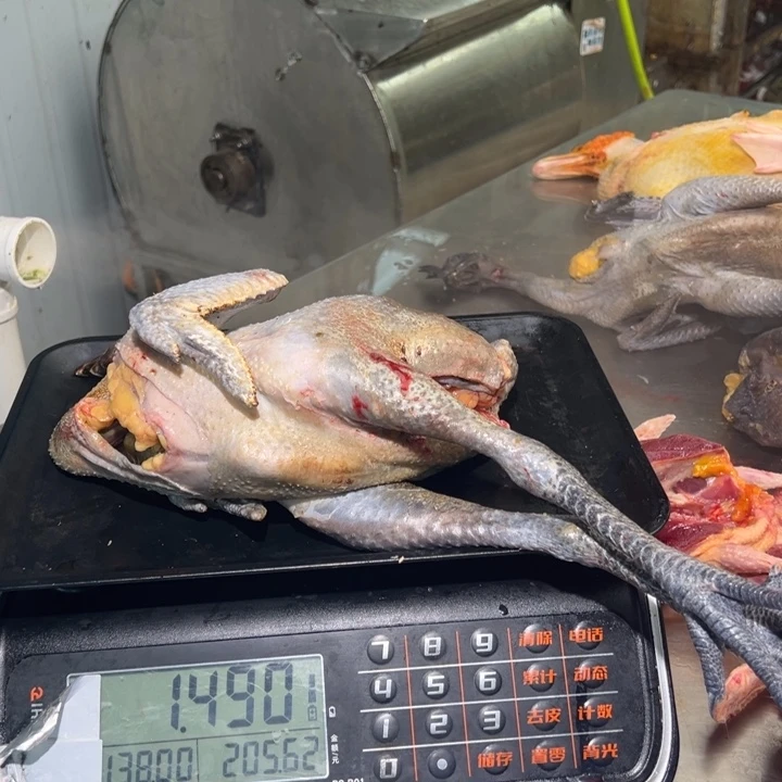 一号土鸡食用农产品中国大陆四*姐