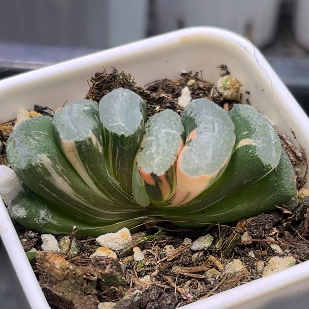 恭喜发财大吉大利2320