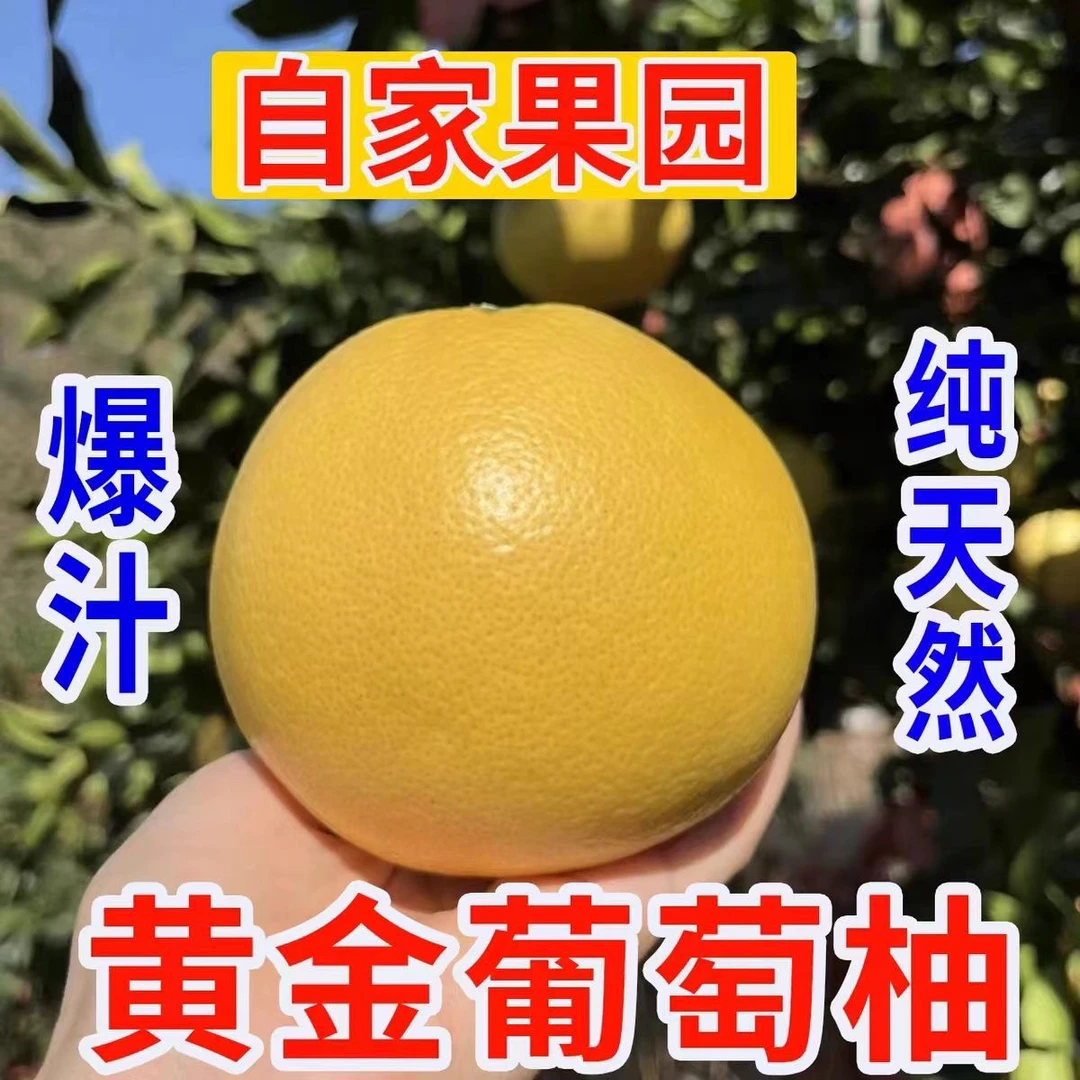【送榨汁器】福建正宗葡萄柚当季新鲜水果现摘黄心蜜柚皮薄爆汁