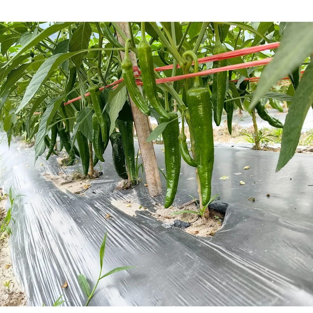 贵州露天农家新鲜牛角椒菜椒现摘【顺丰包邮】