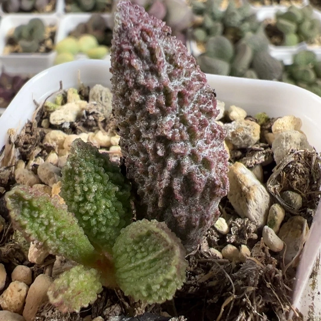 实生新品大苗多肉植物水泡多肉植物