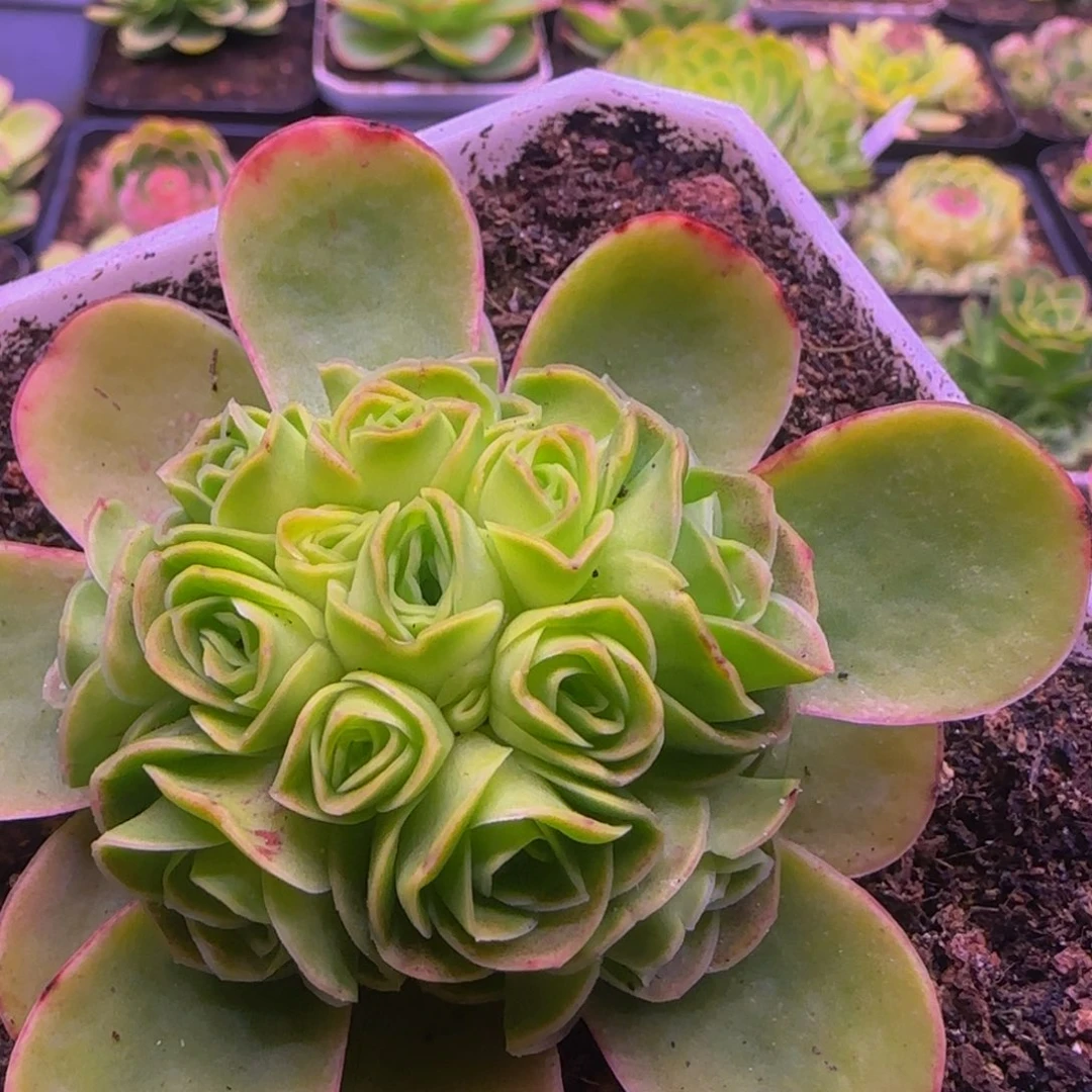 福利1235345753867586838