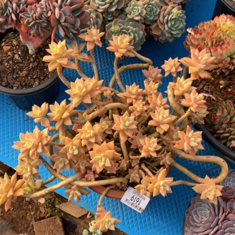 闹***闹1916橙色恋人多肉