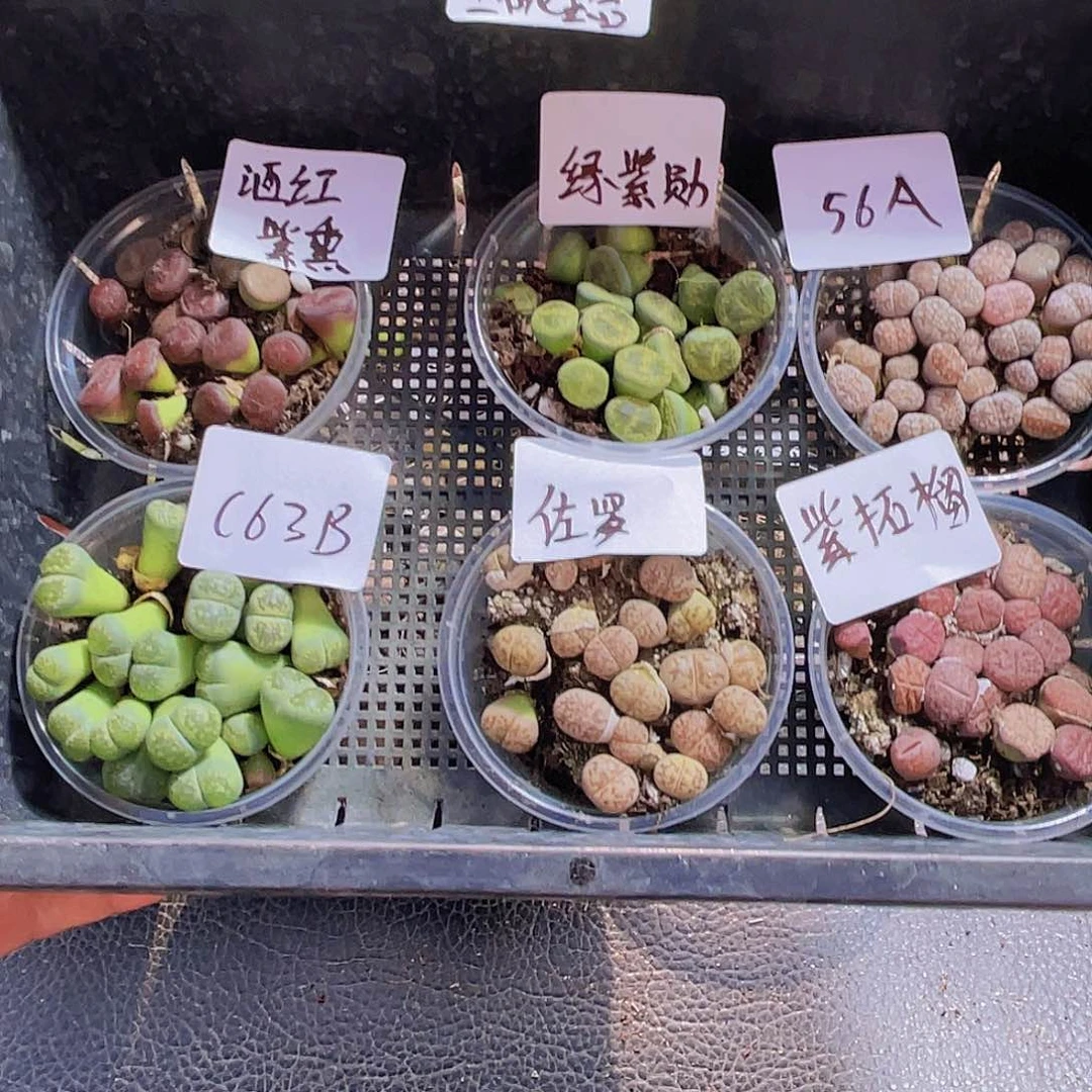 一物一拍7.25-12-生石花套盒