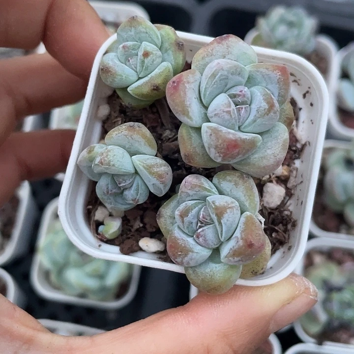 浅***沬一我一拍满18包邮
