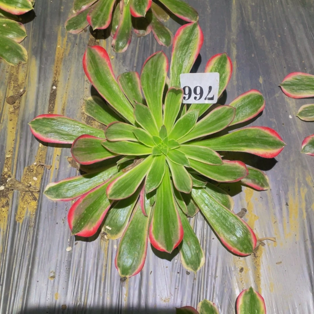 男神多肉植物多肉766