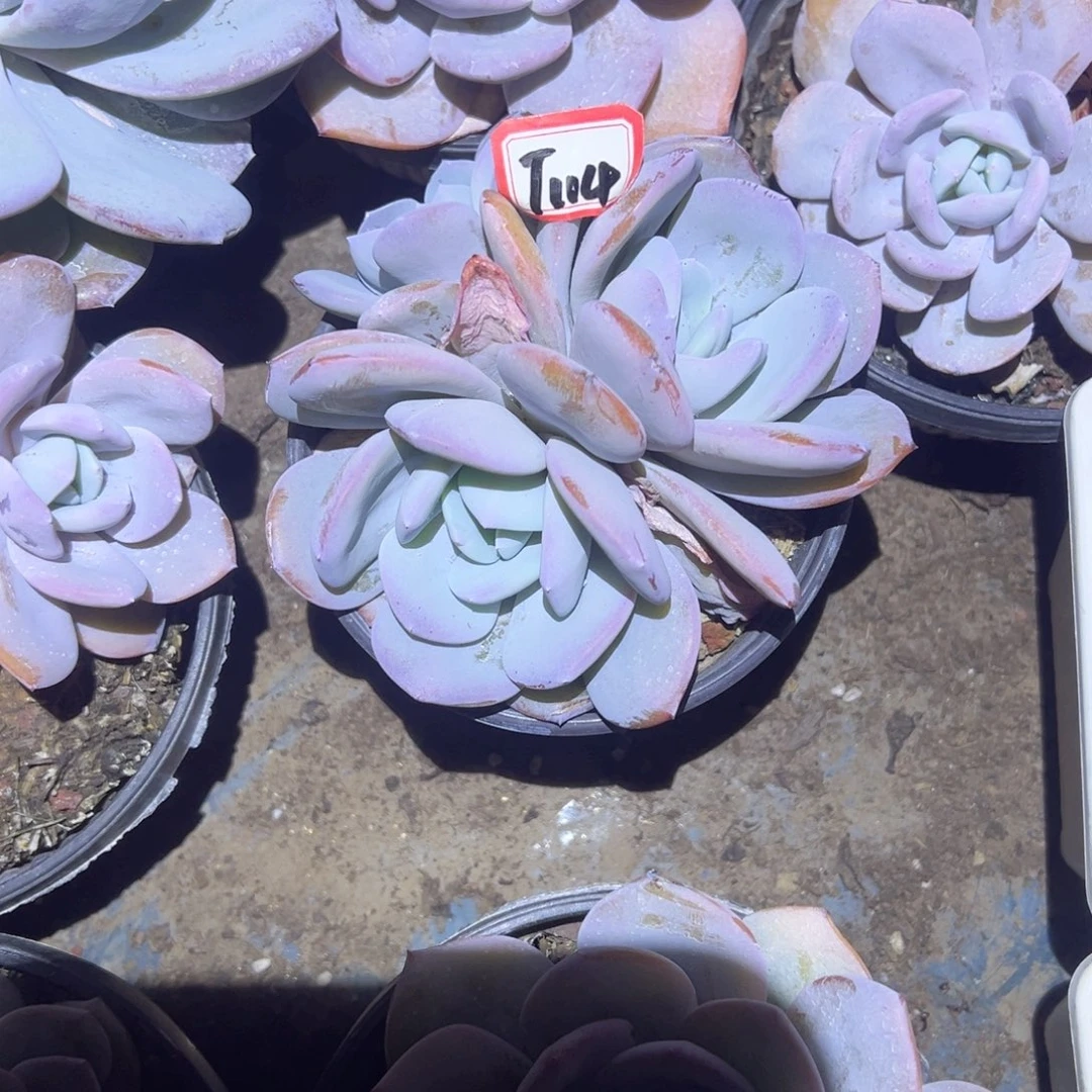 掌***阳精品多肉植物老桩