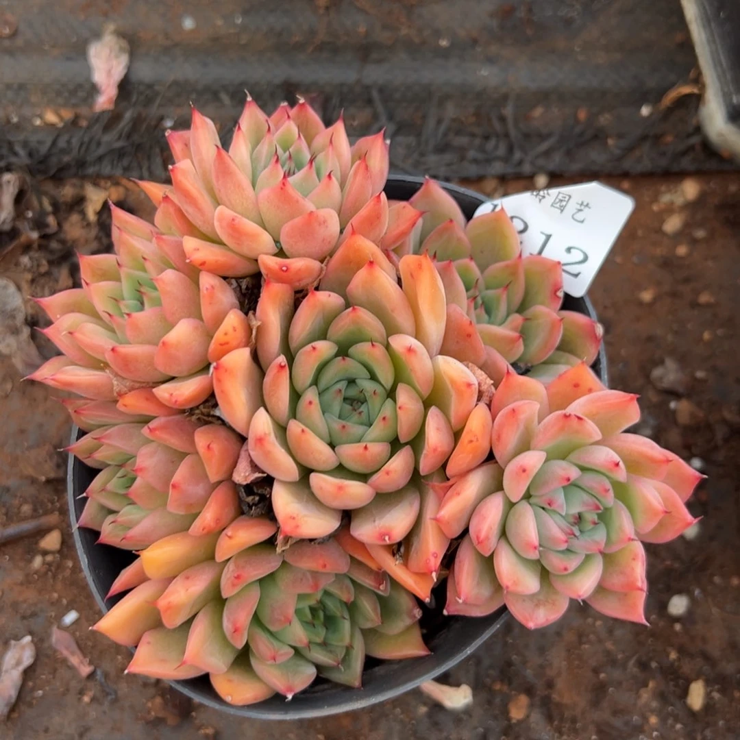 1212杂交多肉基地