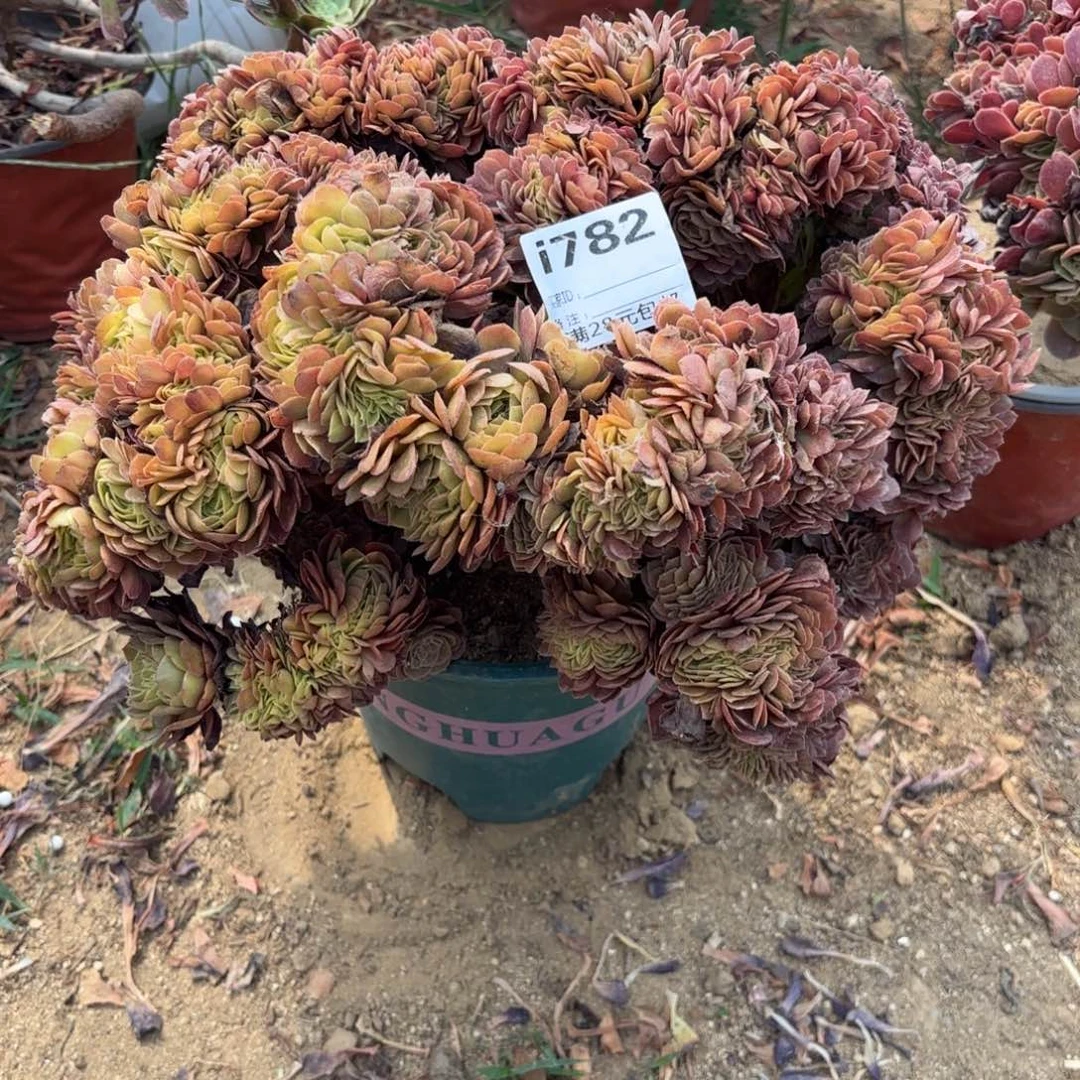 782万圣节缀多肉植物