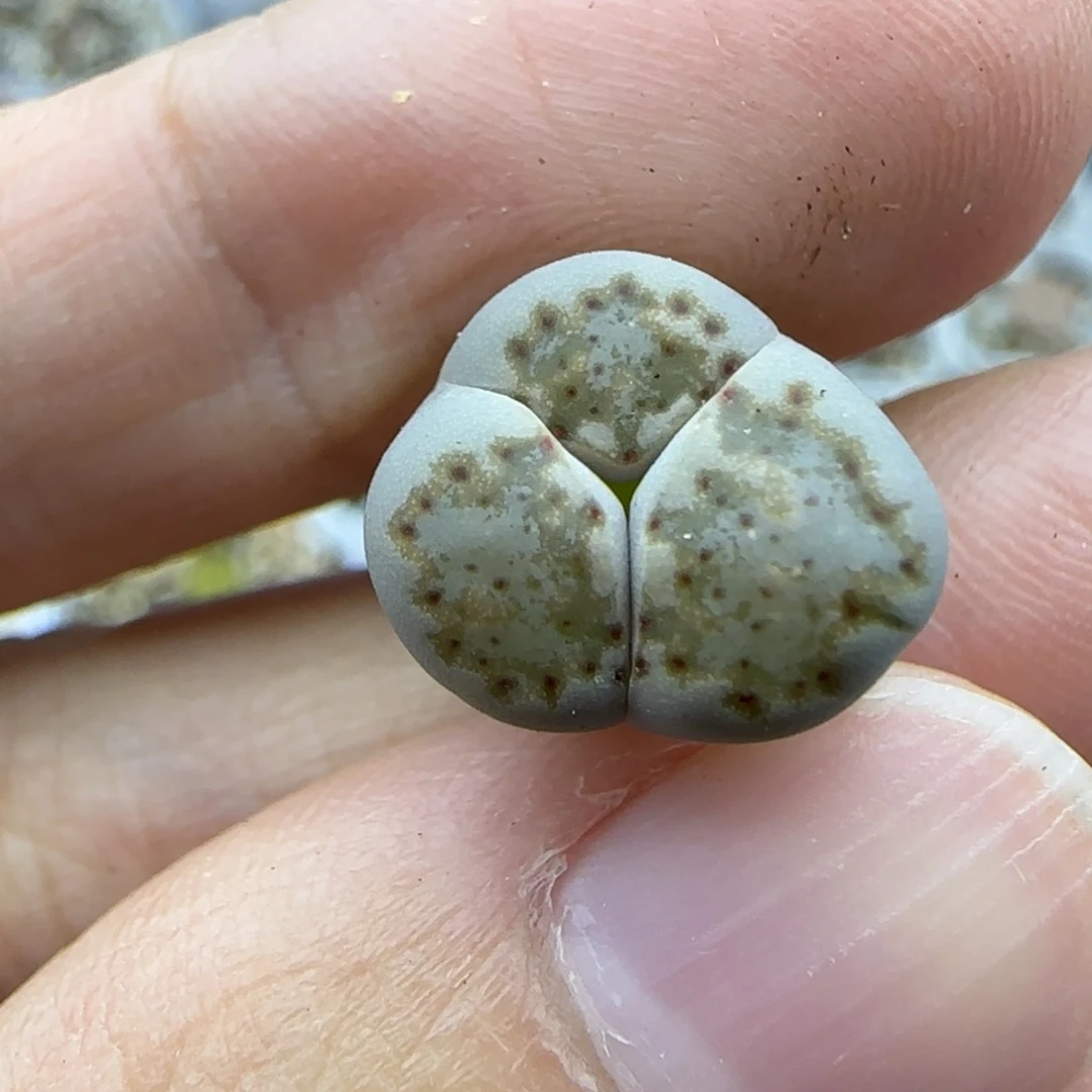 418饼干奔清框福利30包邮