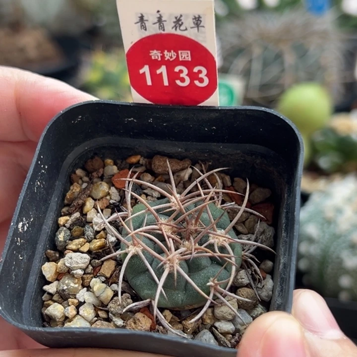 实生阵太刀一棵仙人球2.8cm