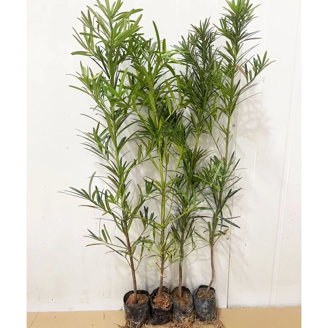 罗汉松树苗盆景盆栽绿植老桩客厅净化绿植庭院造型植物四季种植