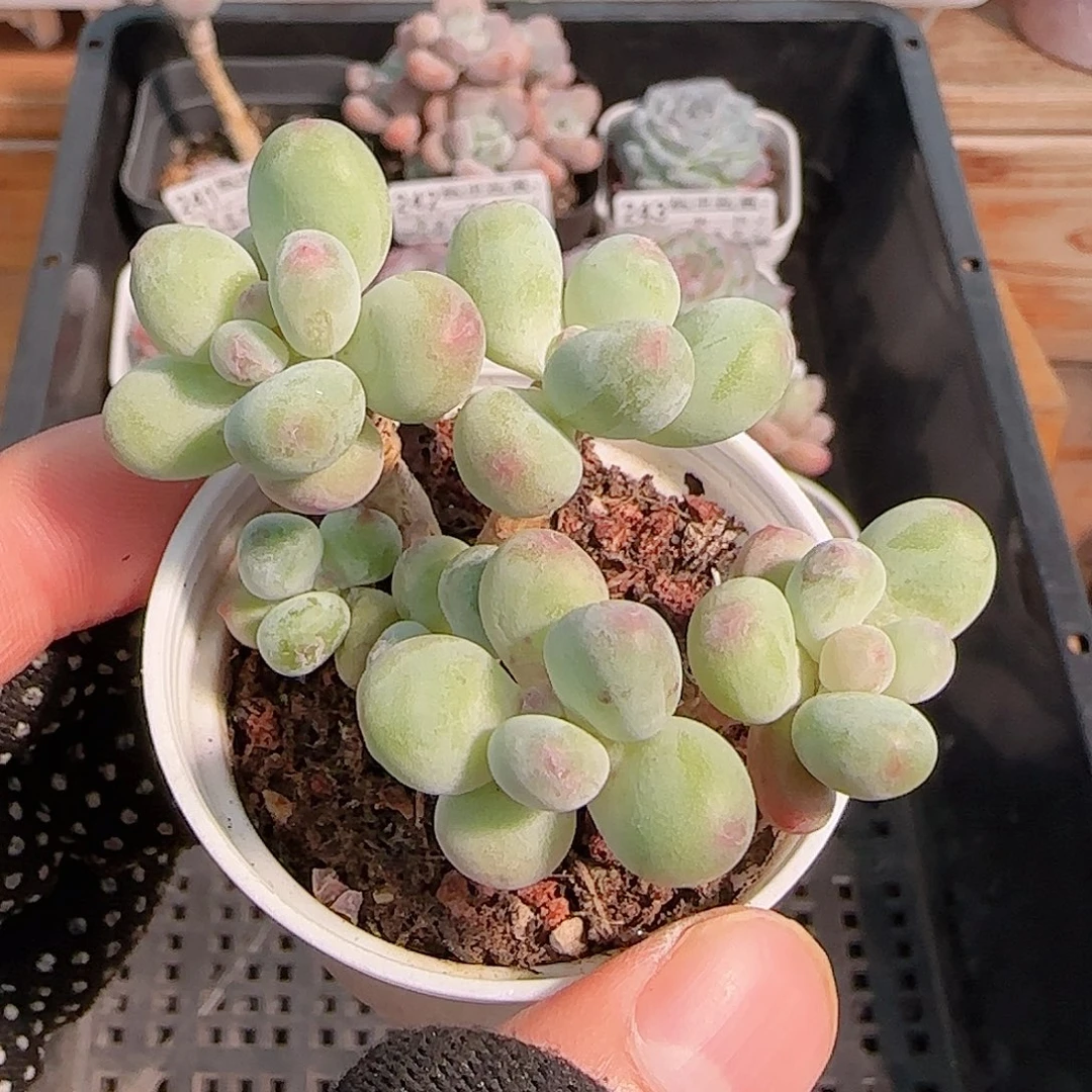 多肉一物一拍1027--250苹果美人小老桩