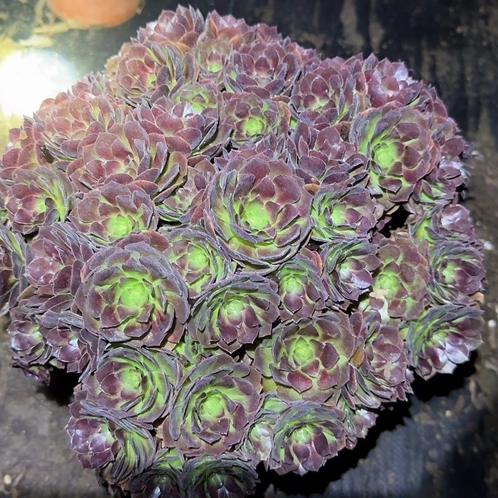 精品桃花石巨无霸亏本福利