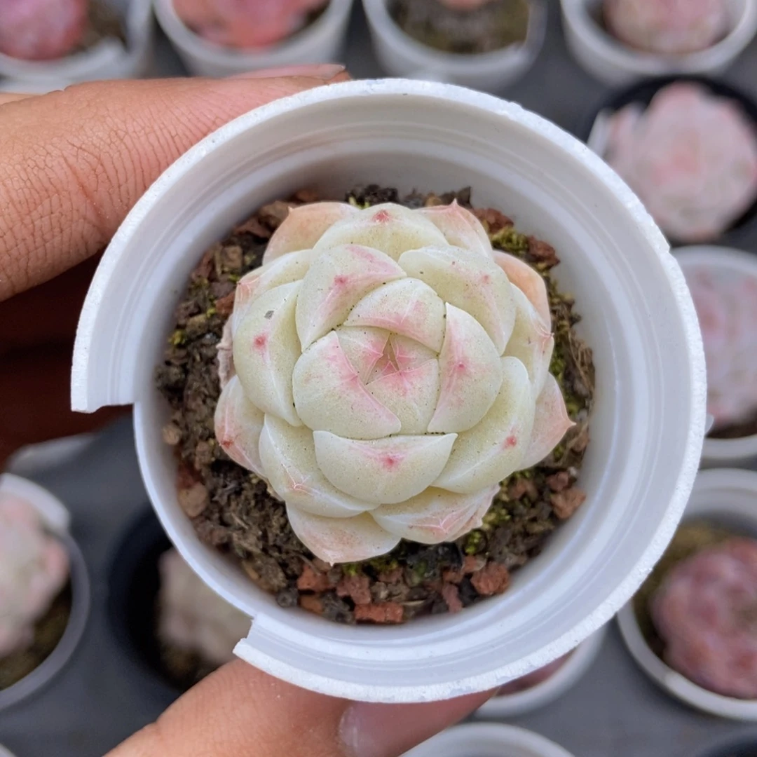 春泥家框拍链接E61