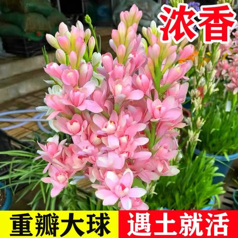 【拍一发四】晚香玉种球花苗浓香型多年生植物室内外庭院四季花卉