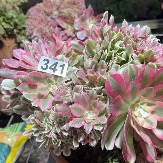 暧***蓉多肉植物一个女巫341